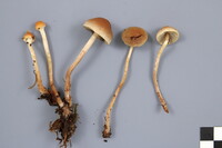 Hypholoma dispersum image